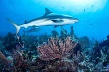 Sharks near coral reef