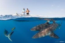 Split-photo with sharks
