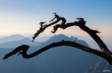 Tree in Huangshan mountains