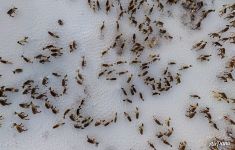 Deer herd of Nenets people Deer herd of Nenets people
