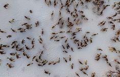 Deer herd of Nenets people