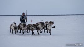 Reindeer Herder’s Day Reindeer Herder’s Day