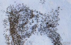 Bird’s eye view of the deer herd of Nenets people