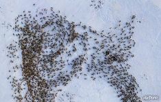 Bird’s eye view of the deer herd of Nenets people Bird’s eye view of the deer herd of Nenets people