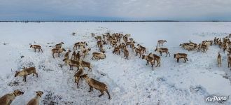 Deer herd of Khanty people