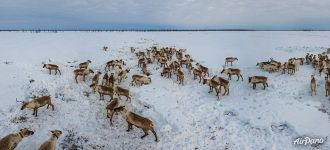 Deer herd of Khanty people Deer herd of Khanty people