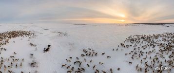 Deer herd of Nenets people