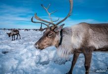 Deer Deer