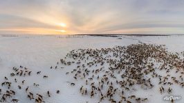 Deer herd of Nenets people