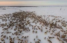 Deer herd of Nenets people Deer herd of Nenets people