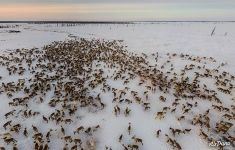 Deer herd of Nenets people