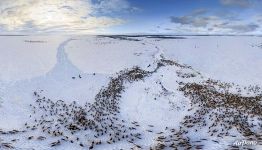 Bird’s eye view of the deer herd of Nenets people Bird’s eye view of the deer herd of Nenets people