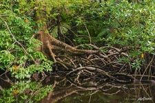 Mangrove forest