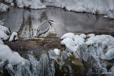 Grey heron