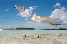 Inhabitants of the Blue Lagoon. Rangiroa