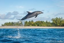 Dolphin. Rangiroa