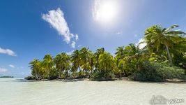 Palm trees on the shore of the Blue lagoon. Rangiroa