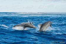 Dolphins. Rangiroa