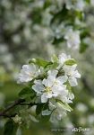 Flowers of apple tree Flowers of apple tree