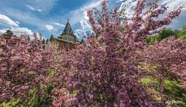 Apple trees and the Recreated wooden palace of the Tsar Alexey Mikhailovich