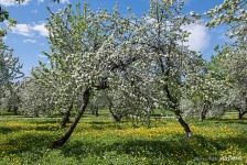 Apple trees