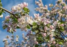 Flowers of apple-tree