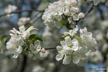 Blooming of apple tree