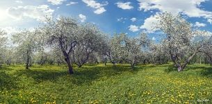 Dyakovsky Apple Orchard