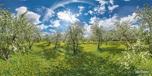 Panorama of the Dyakovsky Apple Orchard