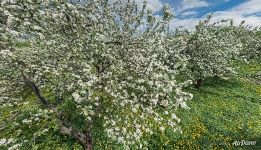 Apple trees in bloom