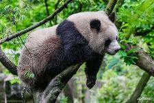 China, Sichuan Province, Chengu, Giant Panda Bear (Ailuropoda Melanoleuca)  resting on wooden platform at Chengdu Research Base of Giant Panda Breeding  Stock Photo - Alamy