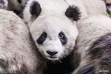 Panda's look