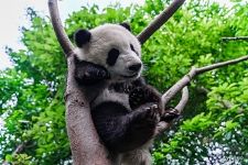 Panda on a tree