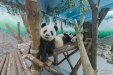 Panda Mei Lan show us the tongue. Moonlight Nursery House for Giant Pandas