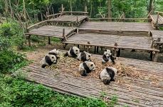 Pandas in the Giant Panda Cub Enclosure