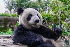 Panda and bamboo