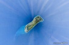 Fuvammulah Island Fuvammulah Island