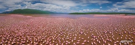 Flamingo on a Bogoria lake, Kenya