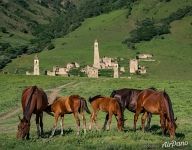 Horses in front of Old Watch Towers