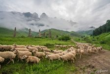 Sheeps in Ingushetia