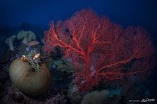 Underwater World Underwater World