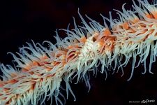 Sea anemone