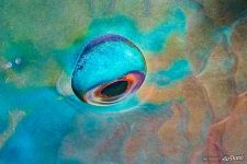 Parrotfish's eye Parrotfish's eye