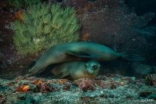 Sea lions Sea lions