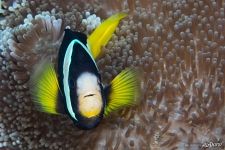 Clownfish Clownfish
