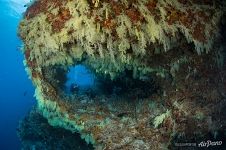 Fotteyo underwater overhangs (Hurahu Kandu). Southern Maldives