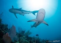 Two sharks Two sharks