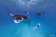Manta rays. Maldives