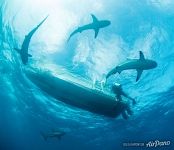 Sharks and diver Sharks and diver