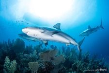 Sharks. Gardens of the Queen, Cuba